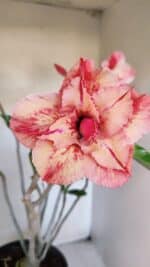 Planta Dobrada 3207 – 35cm – 04 anos