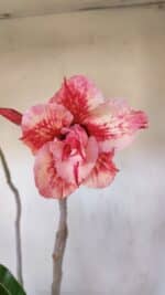 Planta Dobrada 3207 – 35cm – 04 anos - Imagem 4