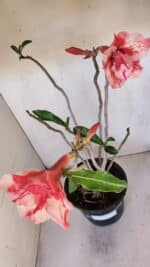 Planta Dobrada 3207 – 35cm – 04 anos - Imagem 5