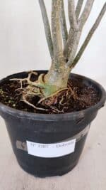 Planta Dobrada 3207 – 35cm – 04 anos - Imagem 8