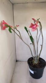 Planta Dobrada 3207 – 35cm – 04 anos - Imagem 7