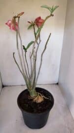 Planta Dobrada 3207 – 35cm – 04 anos - Imagem 6