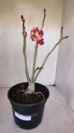 Planta Dobrada 3208 – 40cm – 03 anos - Imagem 2