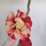 Planta Dobrada 3208 – 40cm – 03 anos