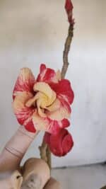 Planta Dobrada 3208 – 40cm – 03 anos