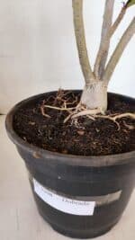 Planta Dobrada 3208 – 40cm – 03 anos - Imagem 6