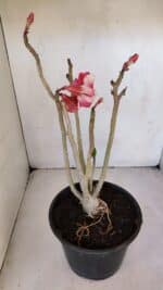 Planta Dobrada 3208 – 40cm – 03 anos - Imagem 4