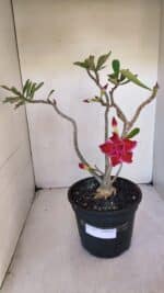 Planta Dobrada 3209 – 40cm – 03 anos - Imagem 2