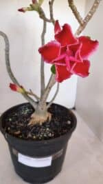 Planta Dobrada 3209 – 40cm – 03 anos - Imagem 4