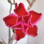 Planta Dobrada 3209 – 40cm – 03 anos