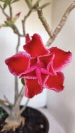 Planta Dobrada 3209 – 40cm – 03 anos