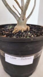 Planta Dobrada 3209 – 40cm – 03 anos - Imagem 7