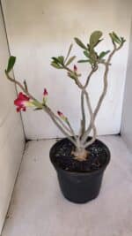 Planta Dobrada 3209 – 40cm – 03 anos - Imagem 5
