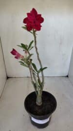 Planta Dobrada 3211 – 35cm – 03 anos - Imagem 2