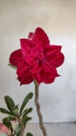 Planta Dobrada 3211 – 35cm – 03 anos