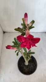 Planta Dobrada 3211 – 35cm – 03 anos - Imagem 4