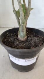 Planta Dobrada 3211 – 35cm – 03 anos - Imagem 7