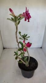 Planta Dobrada 3211 – 35cm – 03 anos - Imagem 6