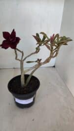Planta Dobrada 3212 – 35cm – 03 anos - Imagem 2