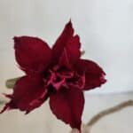 Planta Dobrada 3212 – 35cm – 03 anos