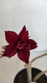 Planta Dobrada 3212 – 35cm – 03 anos