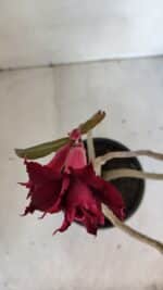 Planta Dobrada 3212 – 35cm – 03 anos - Imagem 4