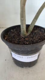 Planta Dobrada 3212 – 35cm – 03 anos - Imagem 7