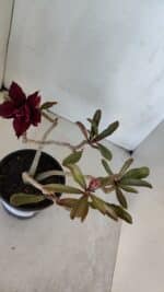 Planta Dobrada 3212 – 35cm – 03 anos - Imagem 6