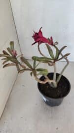 Planta Dobrada 3212 – 35cm – 03 anos - Imagem 5