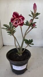 Planta Dobrada 3213 – 30cm – 03 anos - Imagem 2