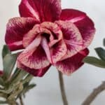 Planta Dobrada 3213 – 30cm – 03 anos