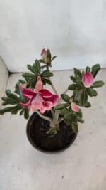 Planta Dobrada 3213 – 30cm – 03 anos - Imagem 4