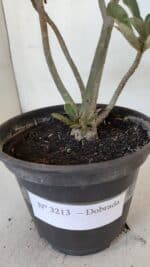 Planta Dobrada 3213 – 30cm – 03 anos - Imagem 7