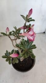 Planta Dobrada 3213 – 30cm – 03 anos - Imagem 6