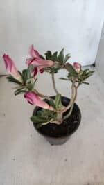 Planta Dobrada 3213 – 30cm – 03 anos - Imagem 5