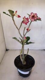 Planta Dobrada 3215 – 30cm – 03 anos - Imagem 2