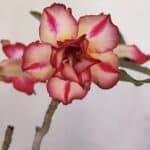 Planta Dobrada 3215 – 30cm – 03 anos