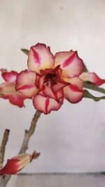 Planta Dobrada 3215 – 30cm – 03 anos