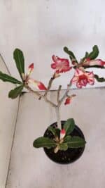 Planta Dobrada 3215 – 30cm – 03 anos - Imagem 4