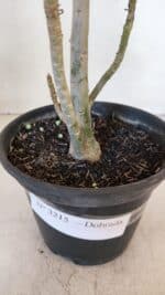 Planta Dobrada 3215 – 30cm – 03 anos - Imagem 6