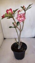 Planta Dobrada 3215 – 30cm – 03 anos - Imagem 5