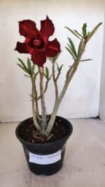 Planta Dobrada 3216 – 30cm – 03 anos - Imagem 2