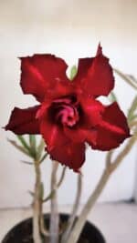 Planta Dobrada 3216 – 30cm – 03 anos