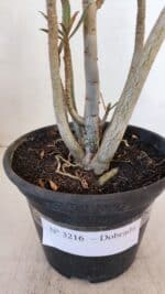 Planta Dobrada 3216 – 30cm – 03 anos - Imagem 6