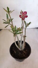 Planta Dobrada 3216 – 30cm – 03 anos - Imagem 5