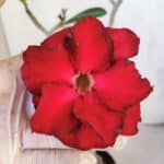 Planta Dobrada 3217 – 40cm – 03 anos