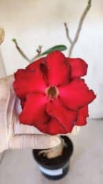 Planta Dobrada 3217 – 40cm – 03 anos