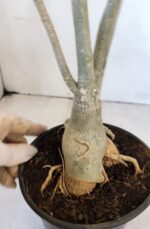 Planta Dobrada 3217 – 40cm – 03 anos - Imagem 5