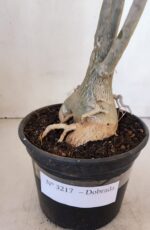 Planta Dobrada 3217 – 40cm – 03 anos - Imagem 4