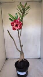 Planta Dobrada 3218 – 40cm – 03 anos - Imagem 2